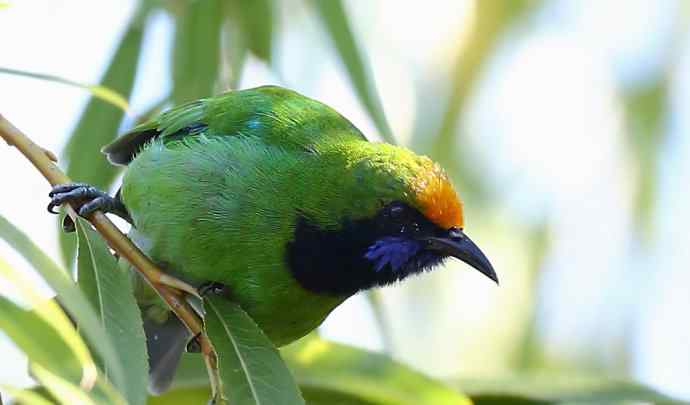 不知细叶谁来扮 wbr金额叶鹎似柳条