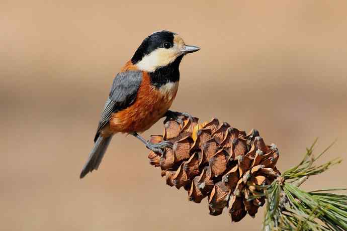 【新鸟】稻香湖的杂色山雀