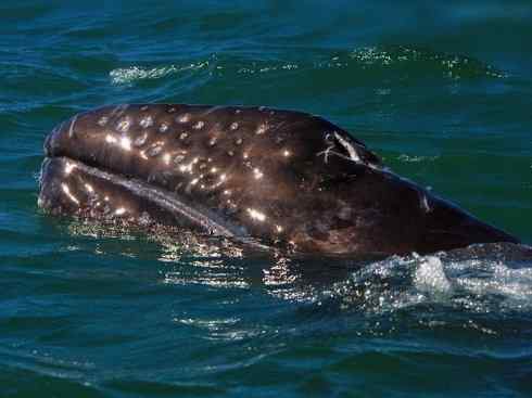 自然奇观：动物大迁徙(须鲸类)