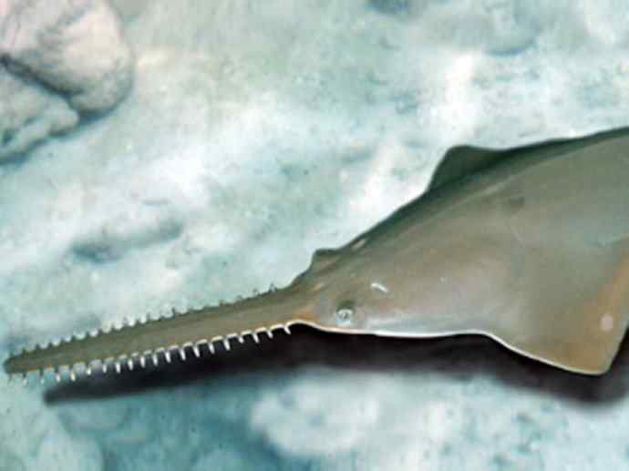 鱼类活化石：锯鳐