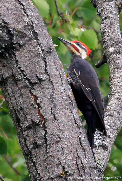 紅冠啄木鳥 紅冠啄木鳥