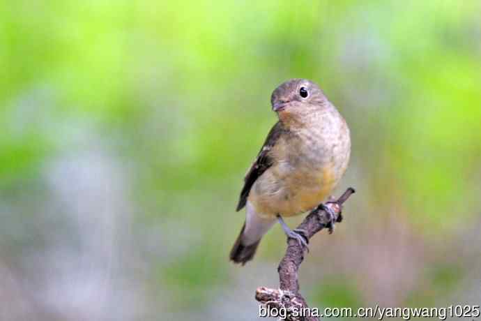 雌性白眉姬鹟（16）