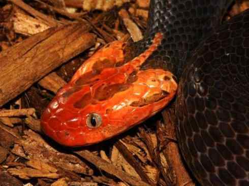 龙：传说的兽原型探秘（蝰蛇类）