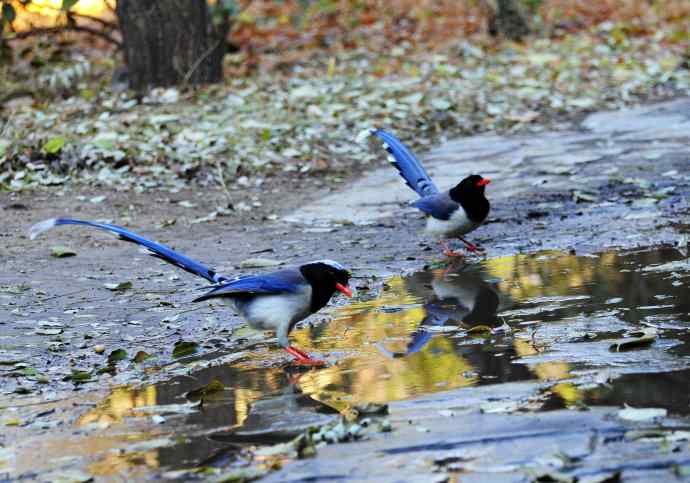 红嘴蓝鹊（8）