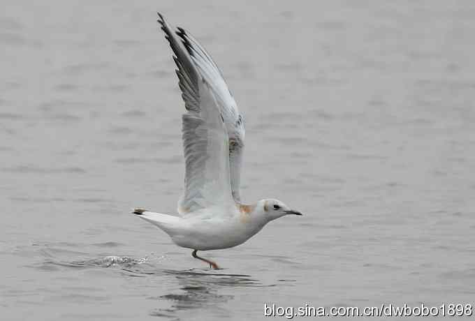 灰斑鸠踩蛋 wbr须浮鸥育雏
