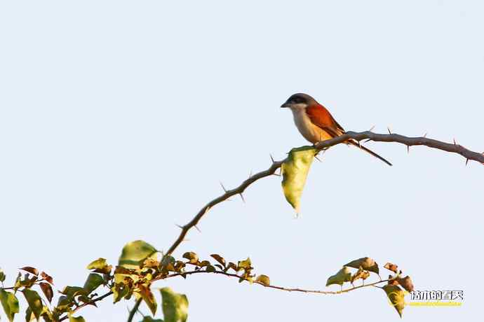 白斑黑石鵖 wbr wbr斑纹鸟 wbr wbr栗背伯劳