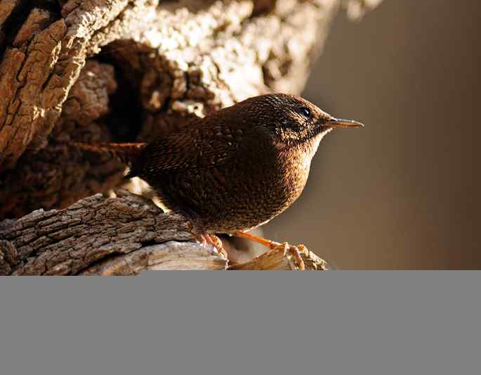 北京植物园&nbsp;wbr路&nbsp;wbr鹪（jiao）鹩（liao）