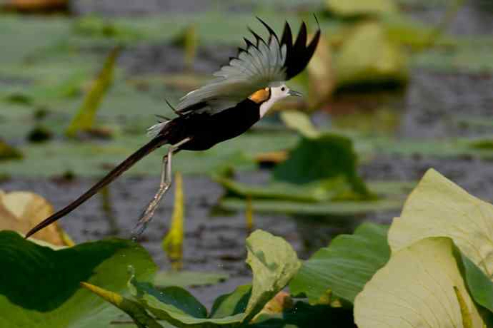 金领仙风.水凤凰
