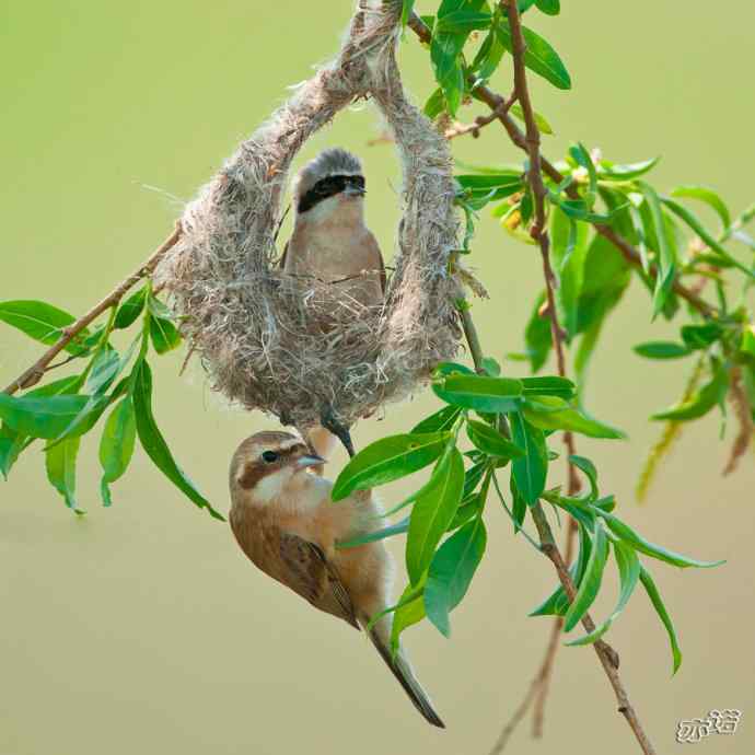 盘锦湿地&nbsp;wbr路&nbsp;wbr中华攀雀