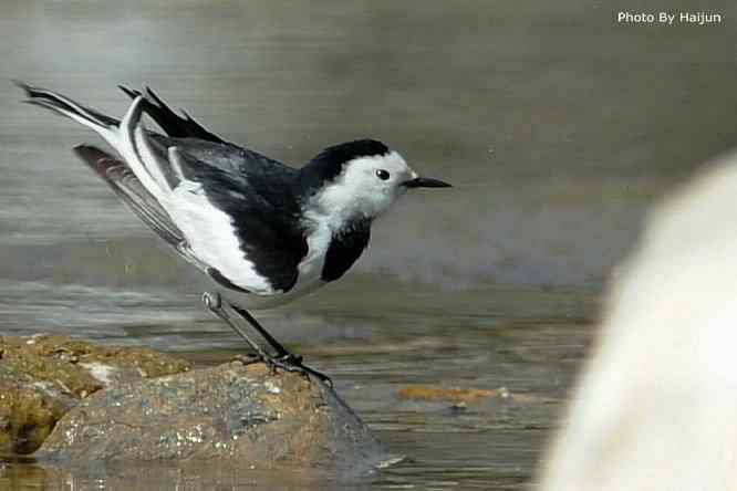 鸟为悦己者容(白鹡鸰梳洗版)