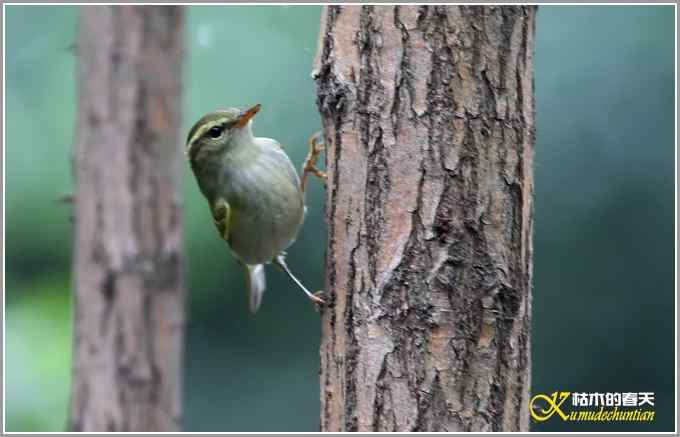 蓝鹀&bull;方尾鶲&bull;柳莺&bull;棕脸鶲莺&bull;戴胜【照片】