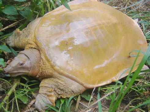 玄武：传说的兽原型探秘（鳖）