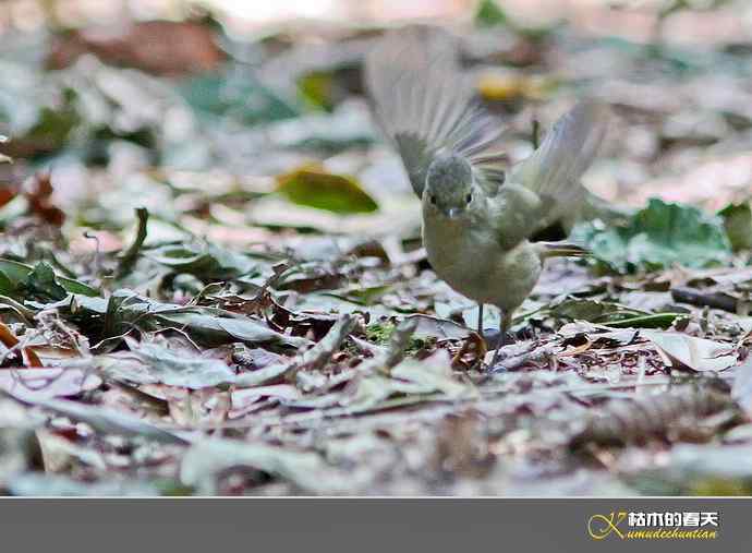 腾冲记录：黄眉林雀、栗头雀鹛、黑脸鹟莺