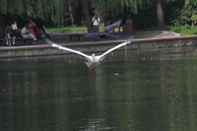 再拍大鹈鹕 wbr wbr4 再拍大鹈鹕 wbr wbr4