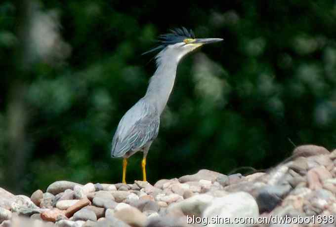 冒酷暑寻拍绿鹭 wbr长途奔袭古北口