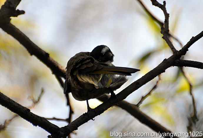 5～6级风中的白头鹎