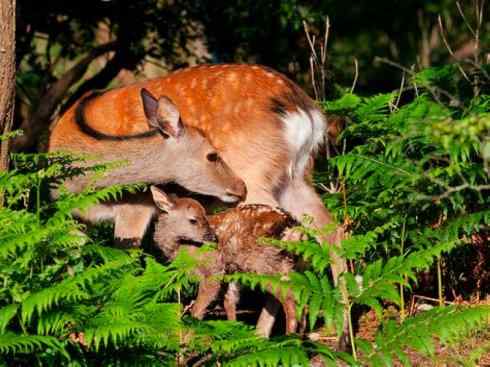 麒麟:传说的兽原型探秘(梅花鹿) 麒麟:传说的兽原型探秘(梅花鹿)