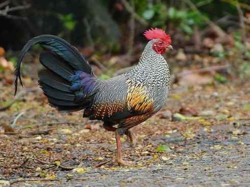 凤凰：传说的鸟原型探秘（原鸡）