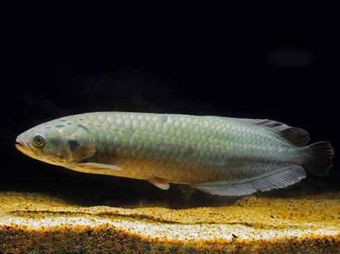 鱼类活化石：巨骨舌鱼