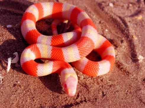 微生物营养辅助料