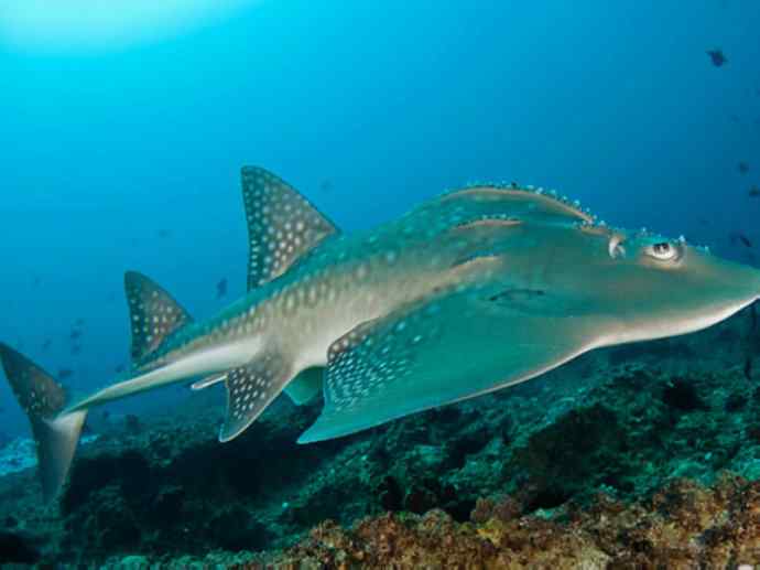 鱼类活化石：锯鳐