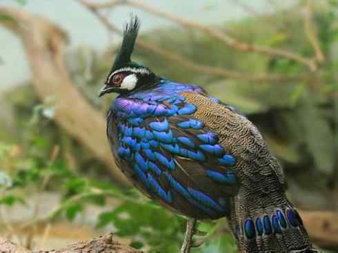 凤凰：传说中的鸟原型探秘（孔雀雉）