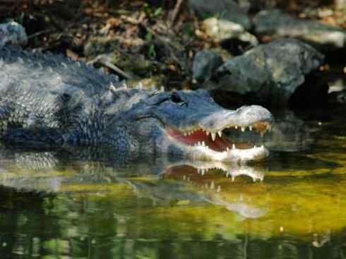 龙:传说的兽原型探秘(短吻鳄类) 龙:传说的兽原型探秘(短吻鳄类)