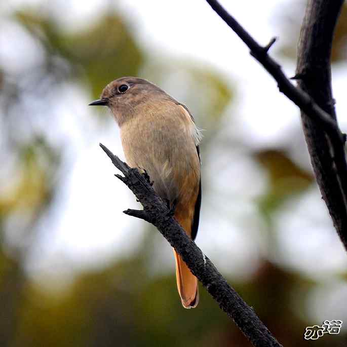 北京西山拍鸟——北红尾鸲和山噪鹛