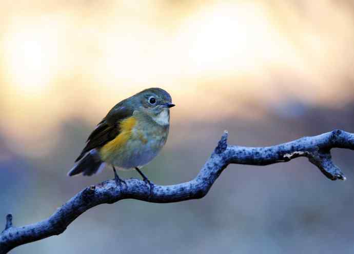 雌性红胁蓝尾鸲(13) 雌性红胁蓝尾鸲(13)