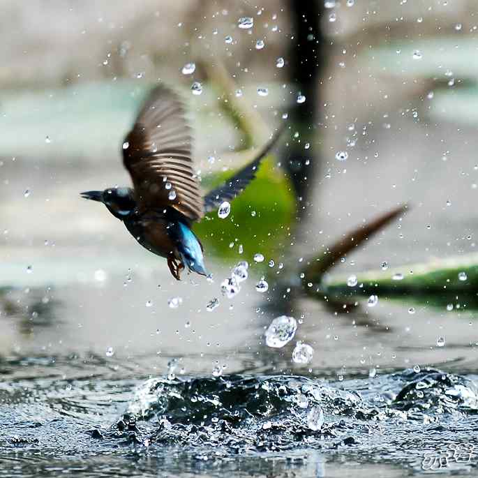 圆明园&nbsp;wbr路&nbsp;wbr跳水健将鈥斺斝〈
