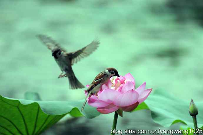 雀与荷 wbr4 雀与荷 wbr4