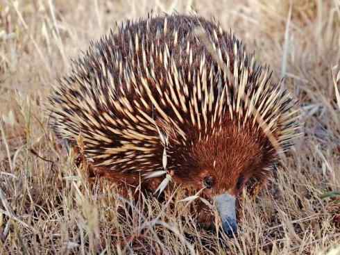 动物世界：山寨还是原创之五