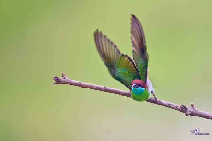 湖北大悟的蓝喉蜂虎 湖北大悟的蓝喉蜂虎