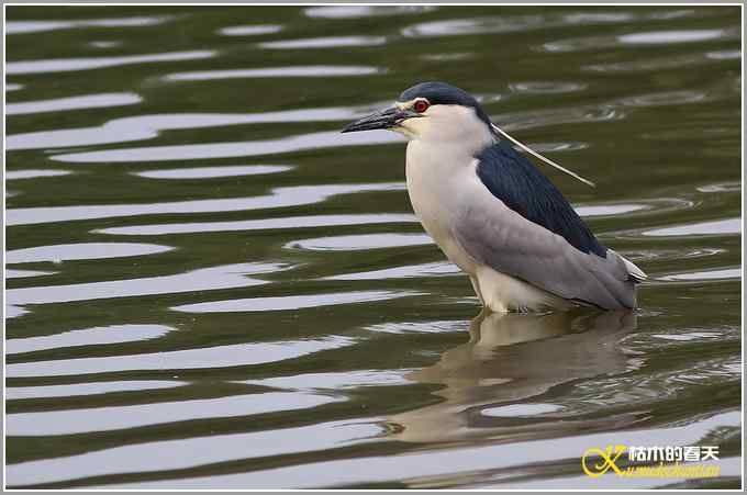 夜鹭的早餐【照片】