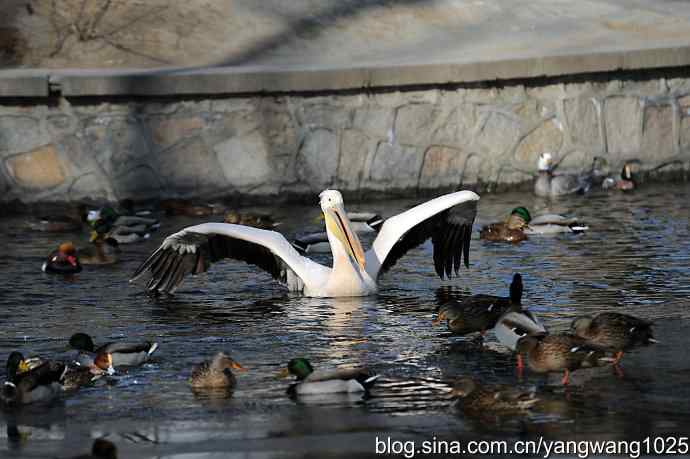 北京动物园的鸟类——鹈鹕（大白）飞去