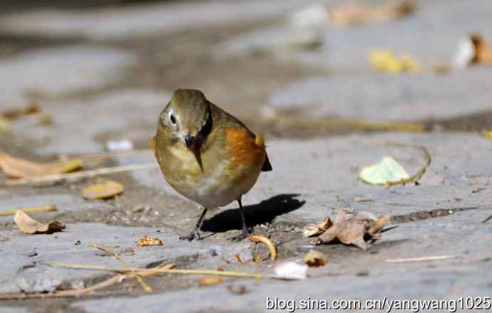 阳光下的红肋蓝尾鸲 wbr wbr2