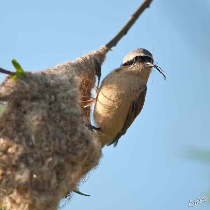 盘锦湿地&nbsp;wbr路&nbsp;wbr中华攀雀