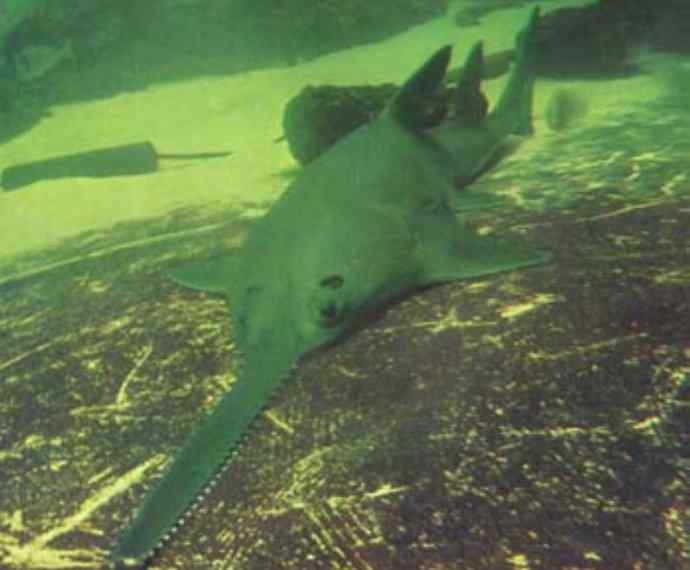 鱼类活化石：锯鳐