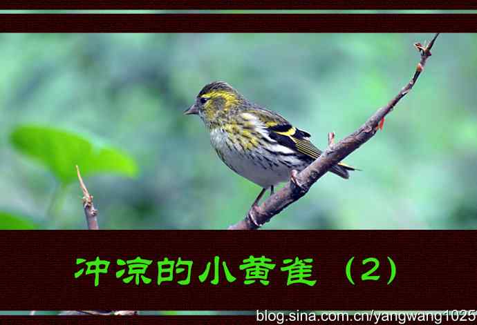 冲凉的小黄雀--北京天坛公园的鸟类