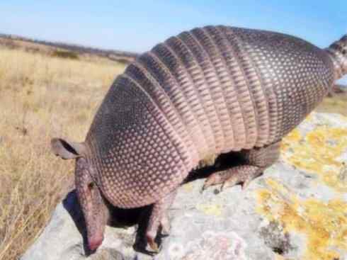 动物世界：山寨还是原创之六