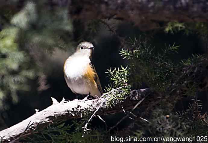 自然和谐的日坛公园（雌性红胁蓝尾鸲）