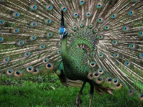 凤凰：传说中的鸟原型探秘（孔雀）