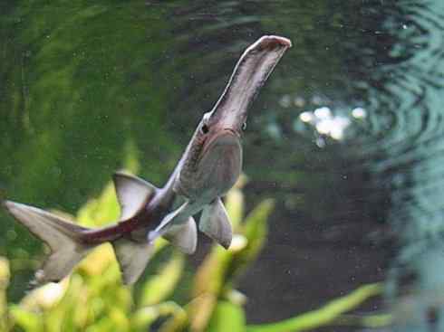 鱼类活化石：匙吻鲟科