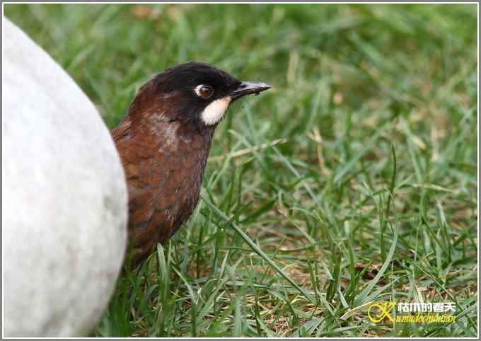 噪鹛系列之三：黑顶噪鹛【照片】