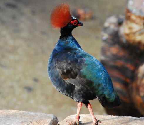 凤凰:传说中的鸟原型探秘(大眼斑雉) 凤凰:传说中的鸟原型探秘(大眼斑雉)