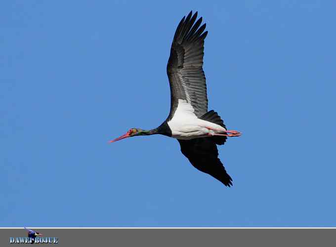蓝天鹳影 蓝天鹳影