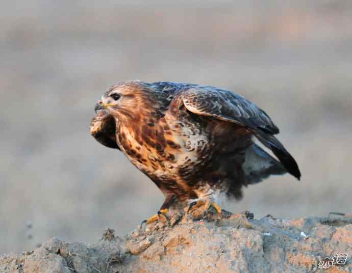 官厅水库&nbsp;wbr路&nbsp;wbr被喜鹊驱赶的毛脚鵟
