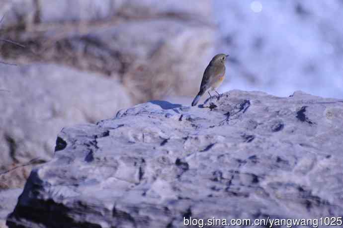 变焦(70-300)拍鸟儿【原版片】 变焦(70-300)拍鸟儿【原版片】