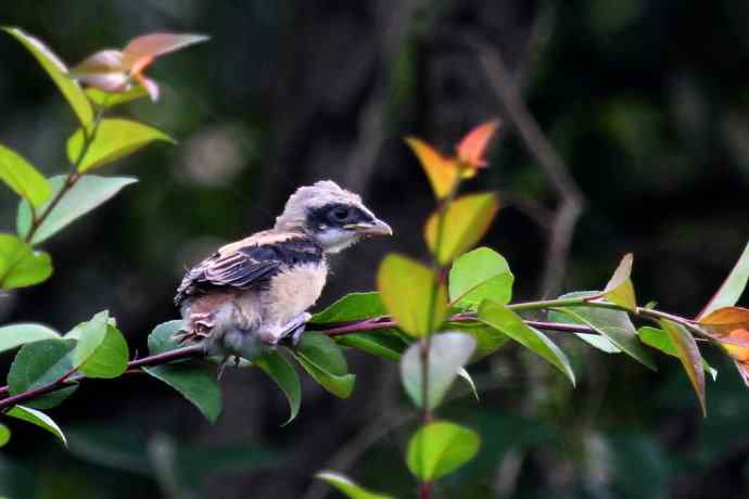 200.伯劳雏鸟上树危机四伏