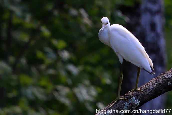 小白鹭